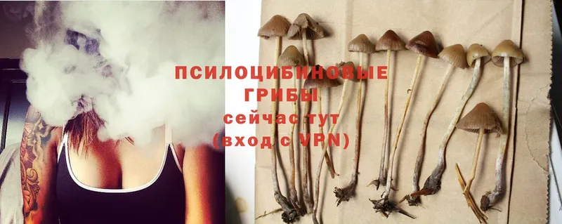 где можно купить   Багратионовск  Галлюциногенные грибы Psilocybe 